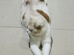 -藏猫猫咖啡主题馆(中央大道店)