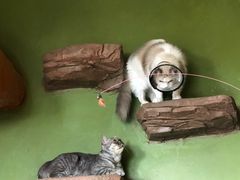 -猫猫幼稚园·撸猫·桌游·电玩