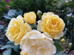 -人民公园(罗湖区)