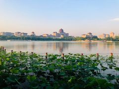 -莲花池公园