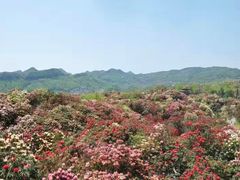 -贵州百里杜鹃风景名胜区