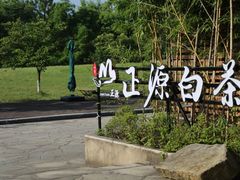 -正源安吉白茶特产享购商场(安吉店)