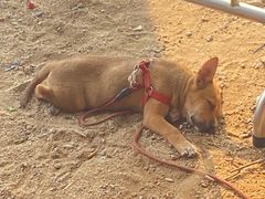 -宝安西湾红树林湿地公园