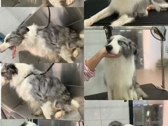 -辛巴宠物医疗中心·骨科·内分泌专科·心肾专科(亭林公园店)