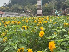 -广州莲花山旅游区