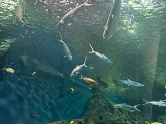 -上海海洋水族馆