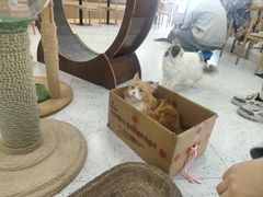 -喵园·猫主题咖啡厅·撸猫·猫咖(国贸店)