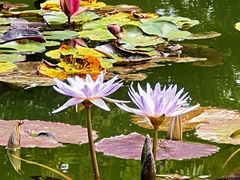 -莲花池公园