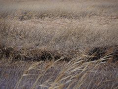 -野鸭湖国家湿地公园