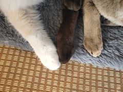 -喵屿·大理花园猫咖