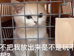 -lincat·猫舍(广州店)