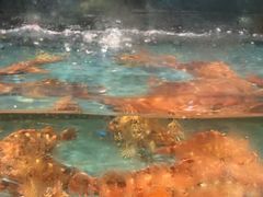 -龙宴海鲜城(经中路店)