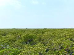 -北海金海湾红树林生态旅游区