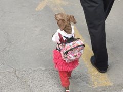 -桂林市花鸟市场