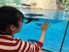 -帝企鹅自助餐厅•儿童岛•真企鹅(长隆企鹅酒店)