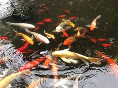 -香宫中餐厅 · 桂林香格里拉