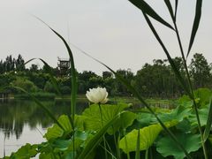 -东郊湿地公园