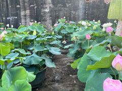 -广州莲花山旅游区