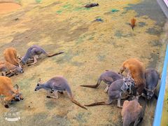 -西霞口神雕山野生动物世界