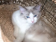 -飞行喵MR PILOT|猫舍·猫咖(静安大融城店)