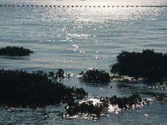 -北海金海湾红树林生态旅游区