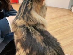-COLOR PETS 撸猫馆·购猫·猫咖(长风大悦城店)