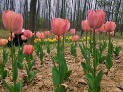 -合肥滨湖国家森林公园