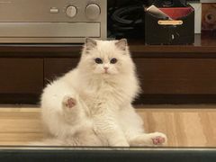 -momokira米努特·德文卷毛猫·棉花面纱犬