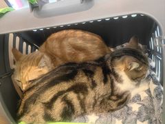 -瑞派·关忠动物医院·猫专科·犬专科(三环新城店)