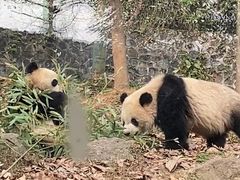 -都江堰中华大熊猫苑