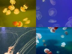 -海合安武汉极地海洋公园