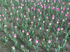 -长春公园(普阳街道)