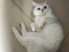 -伟伟宠物医院·瑞派猫友好医院·猫科(光谷店)
