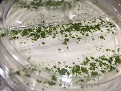-お茶本部。珍珠奶茶专卖店