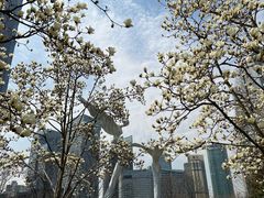 -陆家嘴中心绿地
