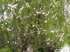 -南汇桃花村