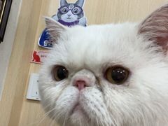 -申普宠物医院·心脏介入·心血管微创(总院)