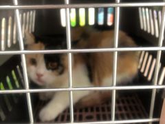 -瑞派康怡24h宠物医院·犬猫医疗中心·微创绝育(瑞景分院)