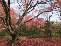 -常寂光寺