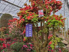 -海上花岛玫瑰园采摘