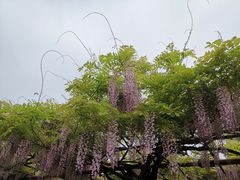 -嘉定紫藤园