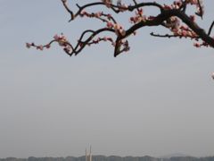 -香雪海