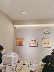 -洗脸猫·洗脸吧