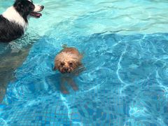 -汪说喵讲宠物乐园宠物酒店(红星美凯龙店)