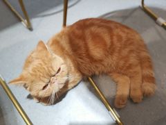 -飞行喵MR PILOT|猫舍·猫咖(静安大融城店)