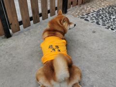 -柴犬高等学院·狗咖·柴犬售卖·宠物训练