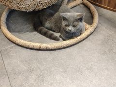 -飞行喵MR PILOT|猫舍·猫咖(静安大融城店)