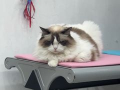 -四月宠物医院·猫专科·心脏专科·内科(转塘店)