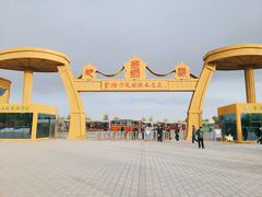 -金塔沙漠胡杨林景区