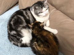 -瑞鹏宠物医院·骨科·猫科·内科(第一中心)